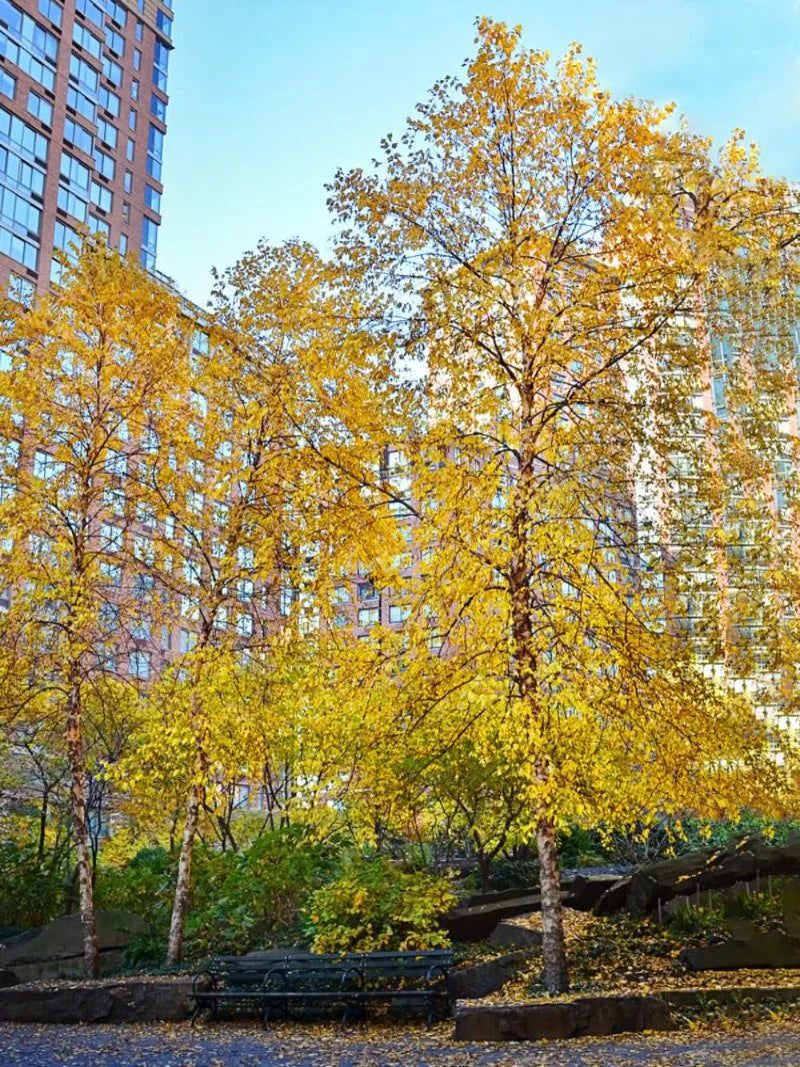 Dura Heat River Birch Shade Trees