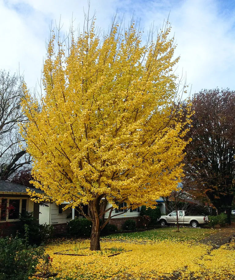 Ginkgo biloba Maidenhair Shade Tree
