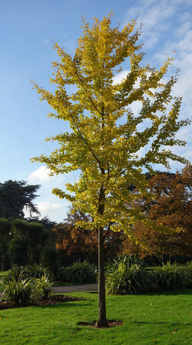 Ginkgo biloba Maidenhair Shade Tree