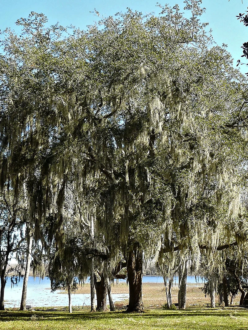 Live Oak Shade Tree