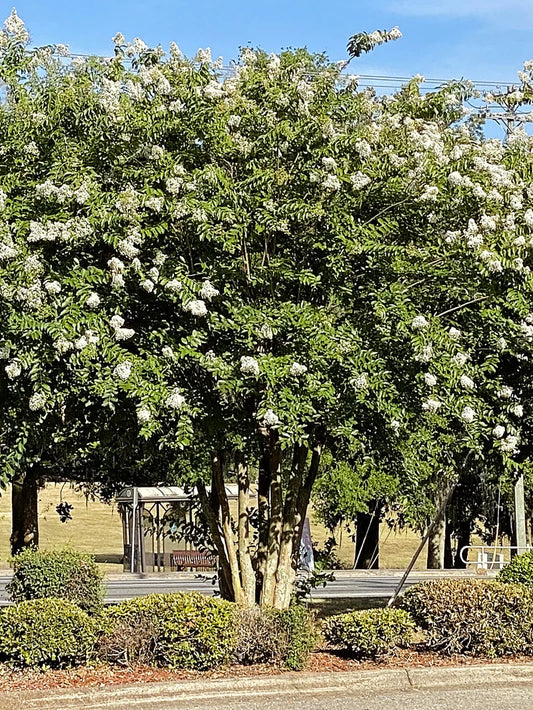 Natchez Crape Myrtle Shade Tree