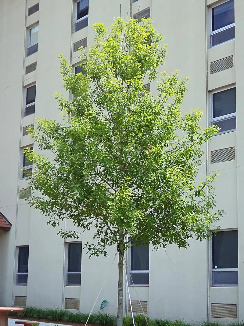 Nuttall Oak Shade Tree