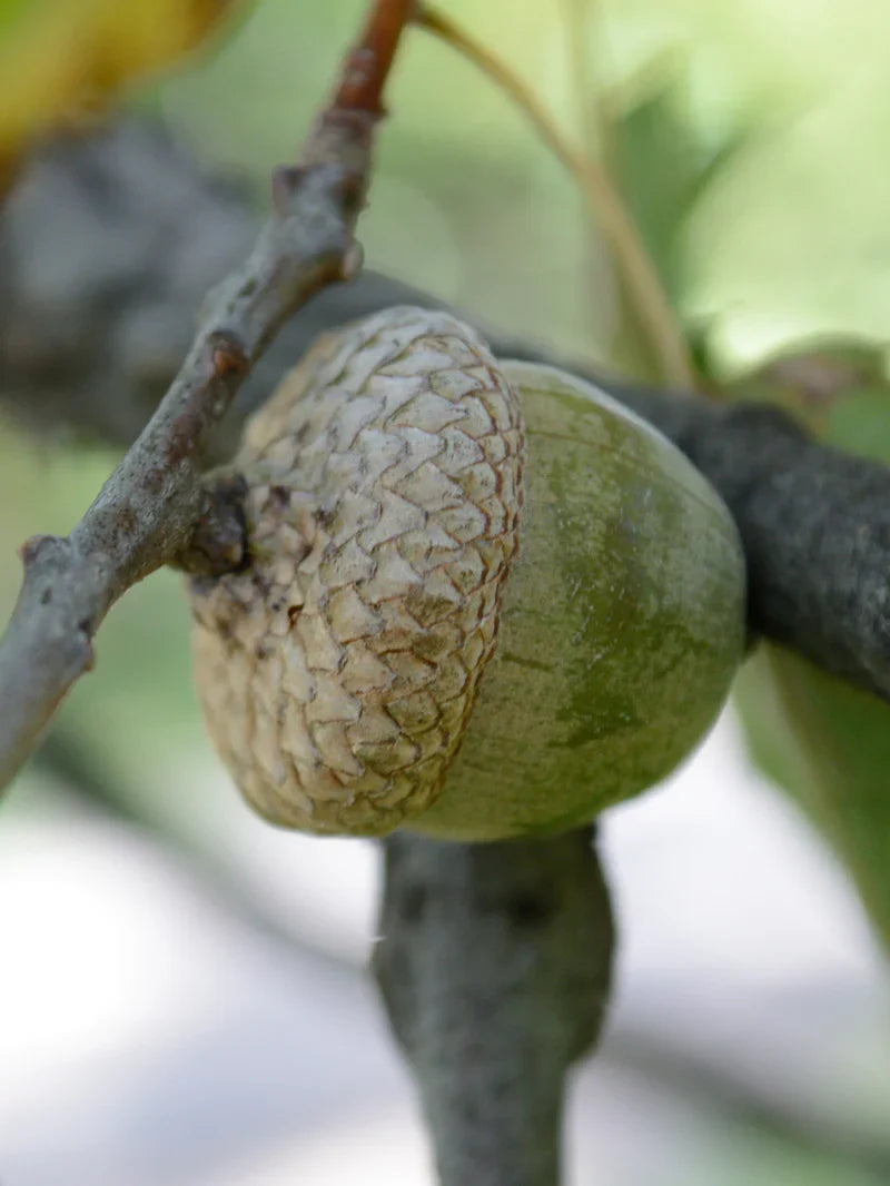 Nuttall Oak Shade Tree