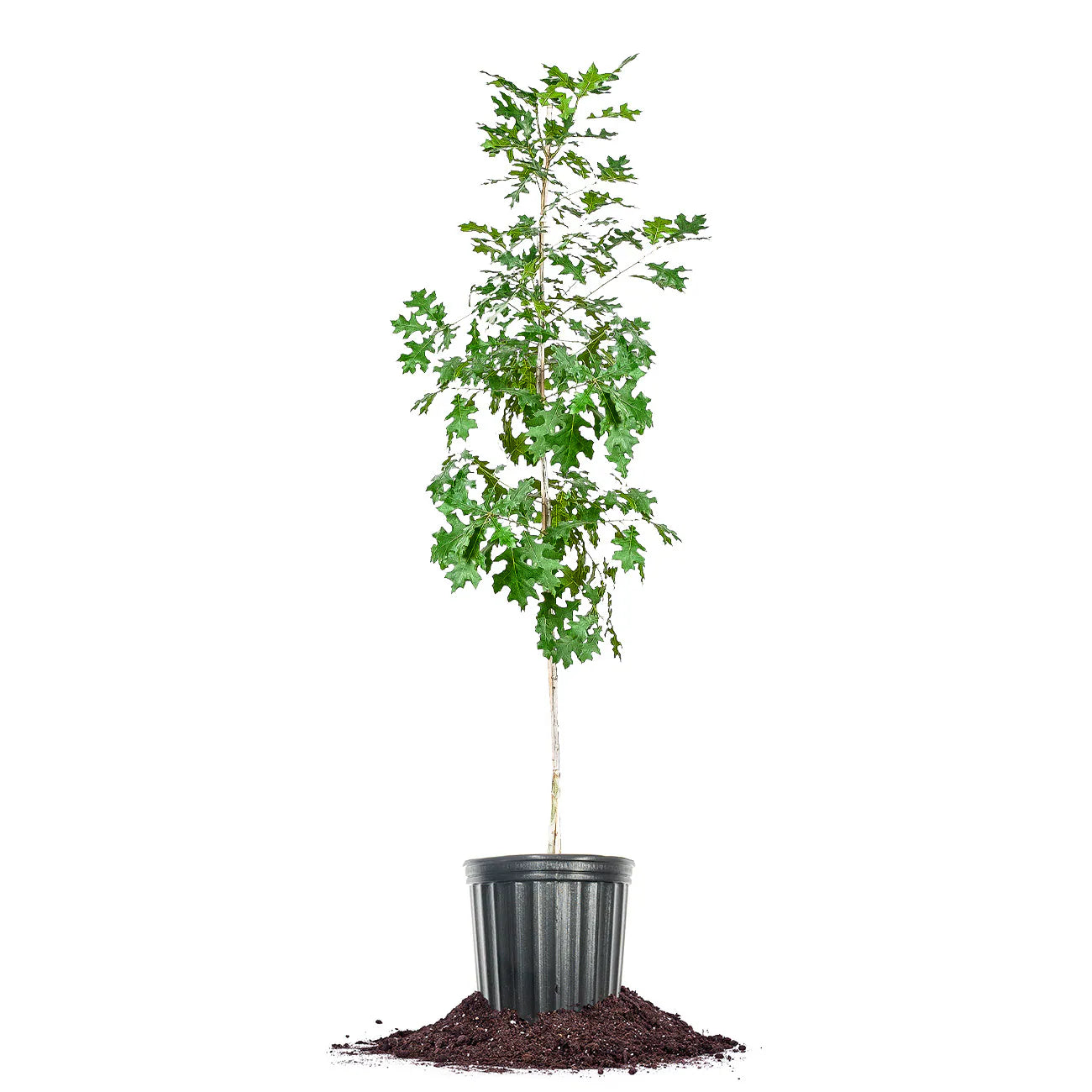 Nuttall Oak Shade Tree