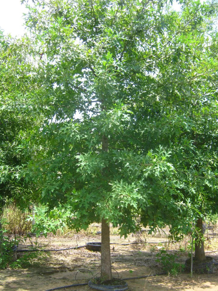Pin Oak Shade Tree