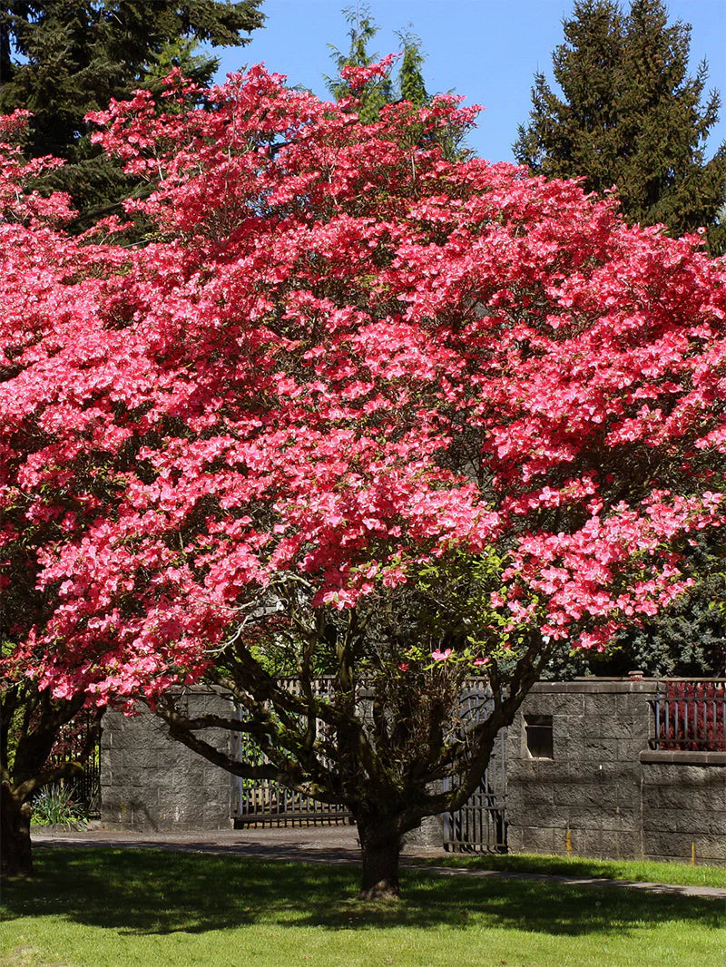 Red Dogwood Shade Tree