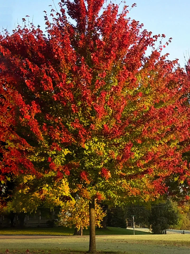 Summer Red Maple Shade Tree