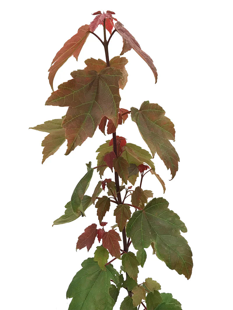 Summer Red Maple Shade Tree