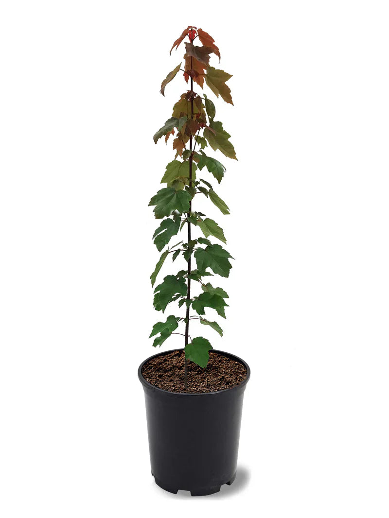 Summer Red Maple Shade Tree