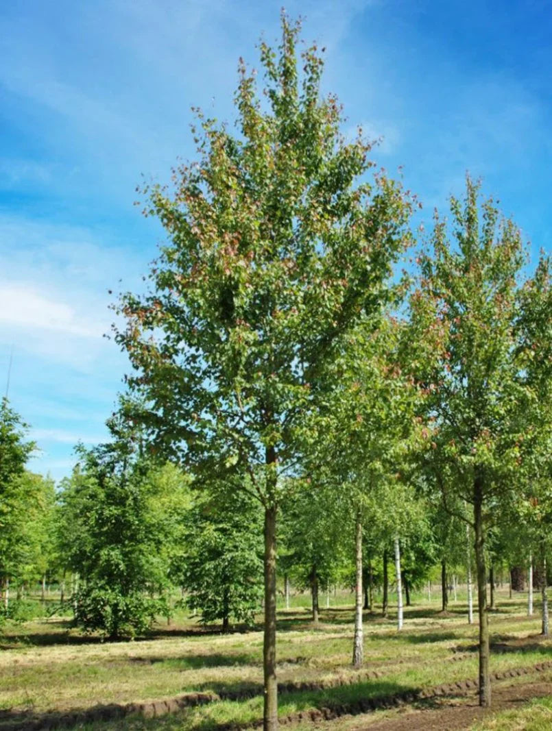 Summer Red Maple Shade Trees