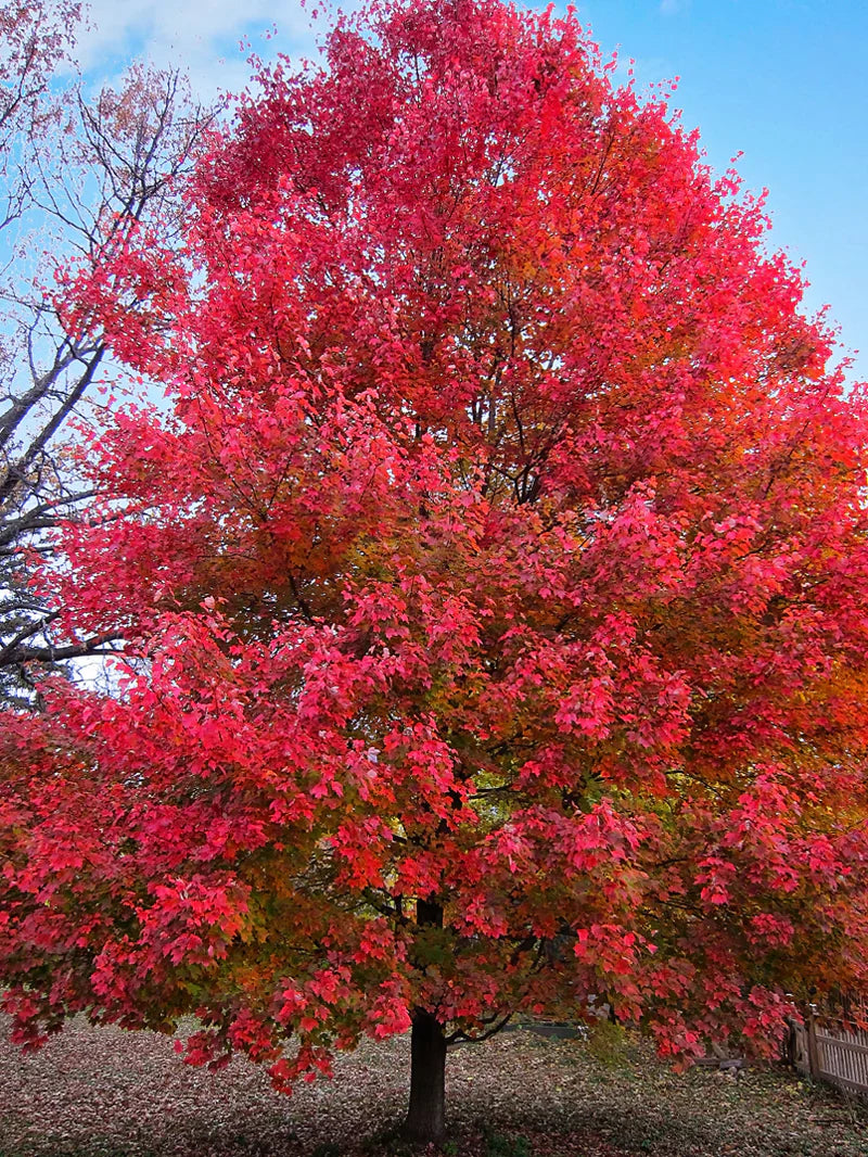 Sun Valley Maple Shade Tree