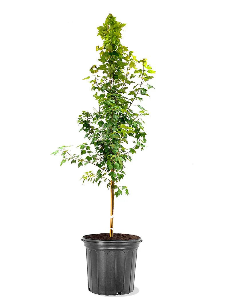 Sun Valley Maple Shade Tree