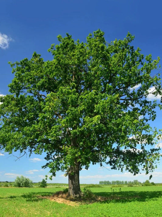 Swamp White Oak Shade Tree