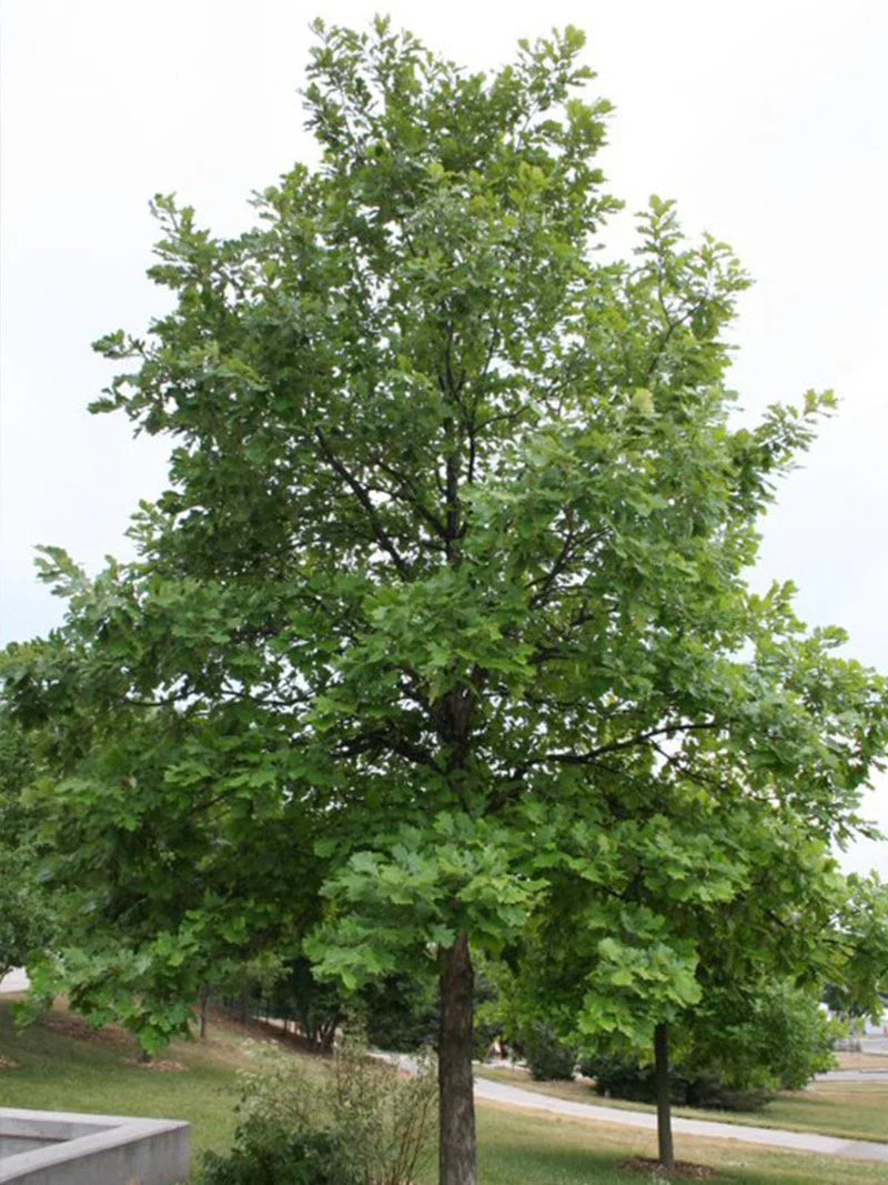 Swamp White Oak Shade Tree
