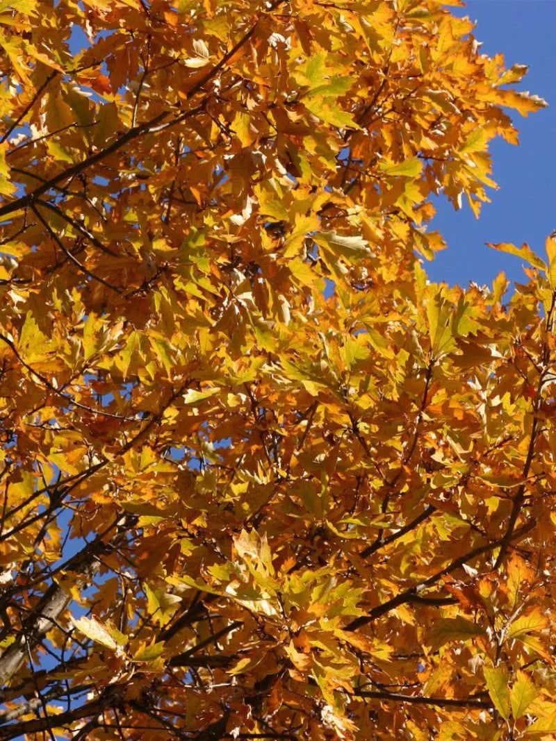 Swamp White Oak Shade Tree