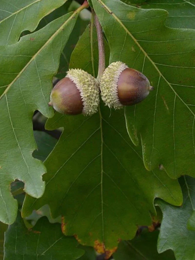Swamp White Oak Shade Tree