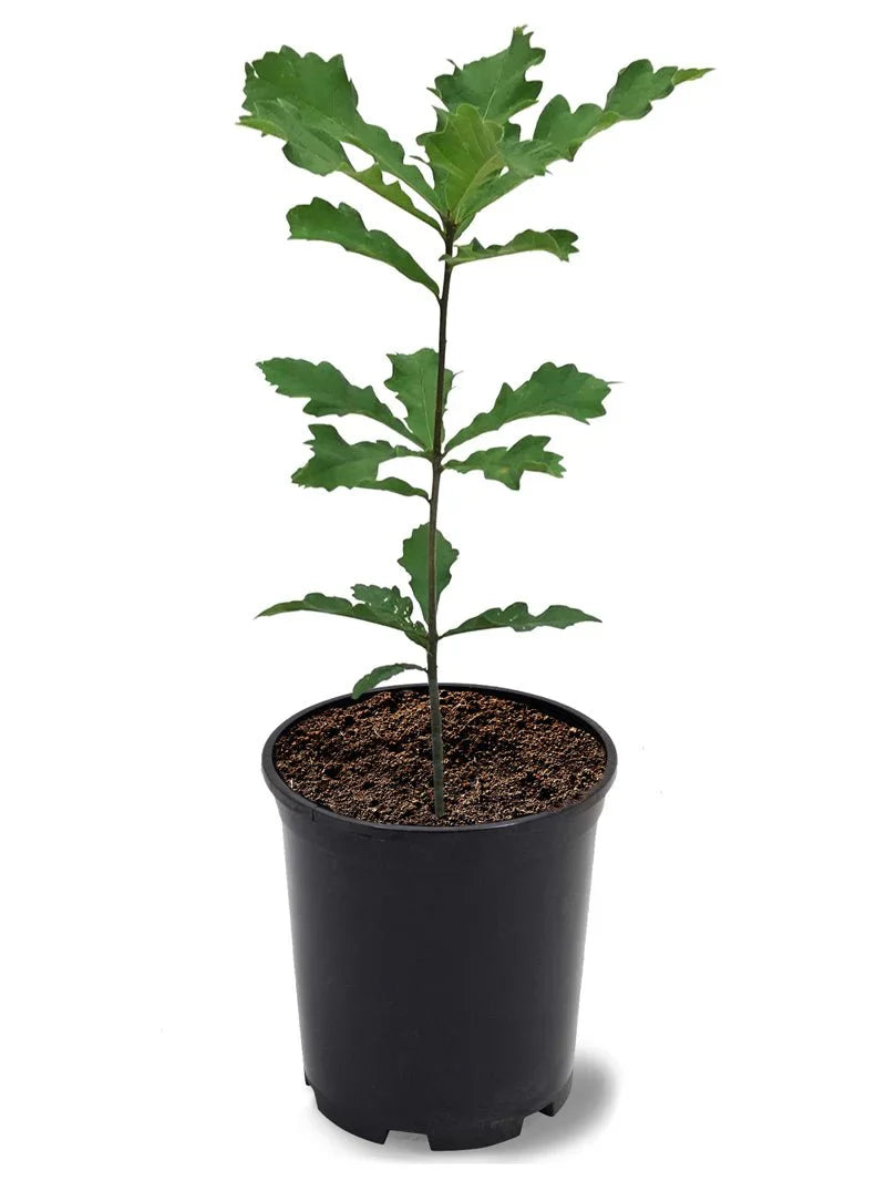Swamp White Oak Shade Tree