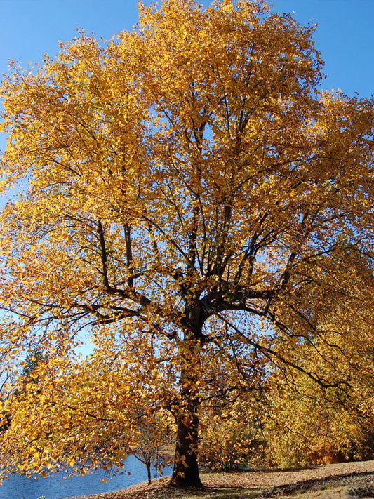 Tulip Poplar Tree