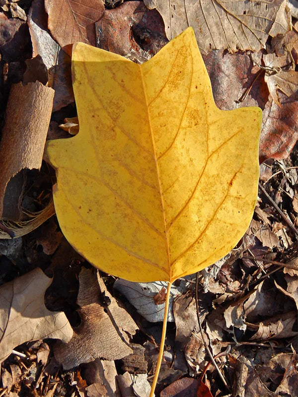 Tulip Poplar Tree