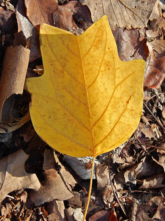 Tulip Poplar Tree