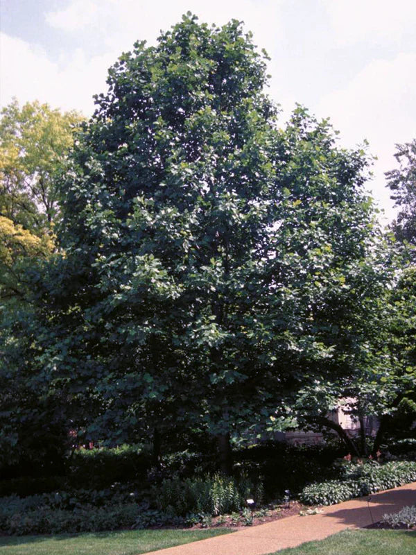 Tulip Poplar Tree