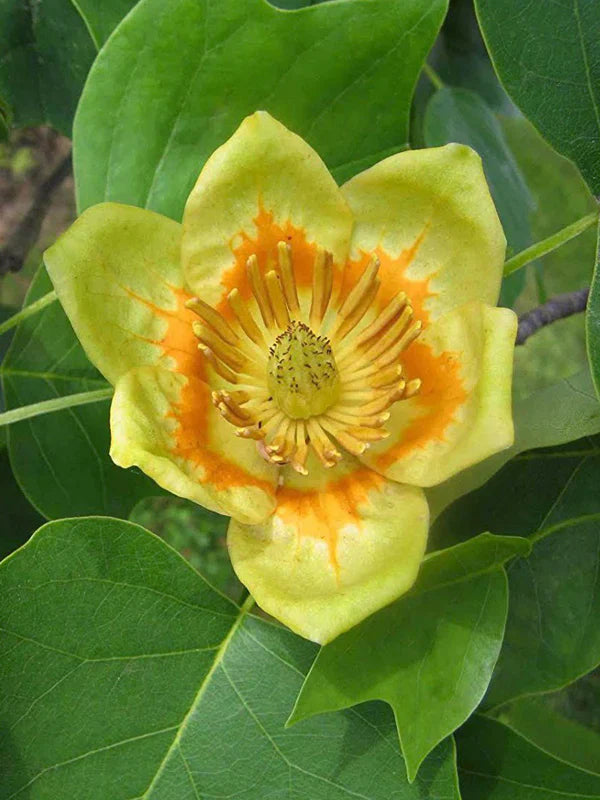 Tulip Poplar Tree