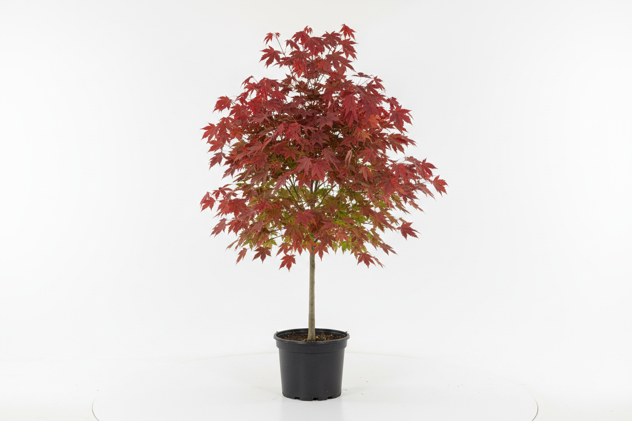 Young red maple tree with vibrant red foliage growing in a 1 gallon nursery pot, approximately 2 to 3 feet tall, photographed on a white background